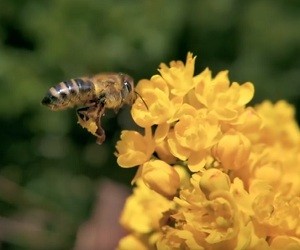 Honey Nut Cheerios Ad- Bring Back The Bees