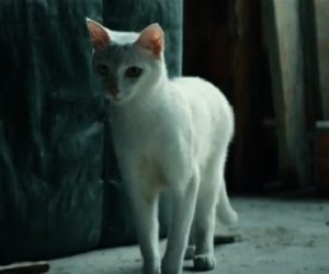 Tom Clancy's Ghost Recon Wildlands - Cat