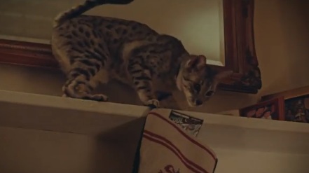 Cat in New York Lottery Christmas Commercial