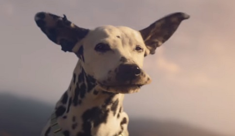 Budweiser Super Bowl Commercial - Dalmatian with Fluttering Ears