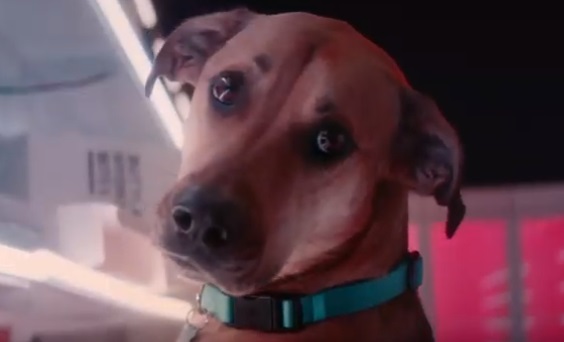 Petco Riot Commercial Dog