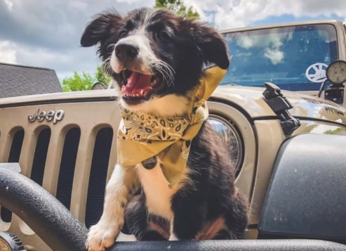 Jeep Wrangler National Dog Day Commercial