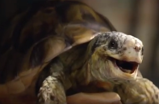 Homebase TV Advert - Gary the Tortoise