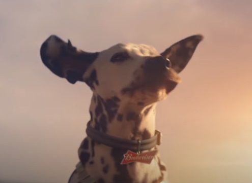Budweiser Renewable Electricity Dalmatian Dog Advert