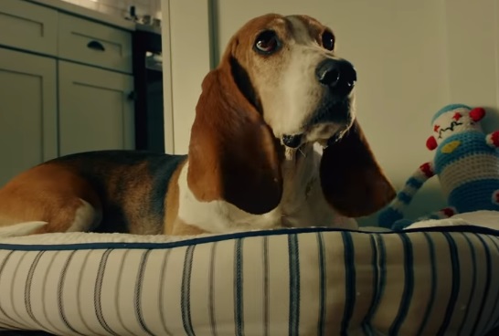 DoorDash DashPass Commercial - Basset Hound Dog Breed