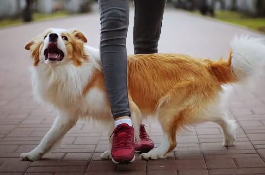 YuMOVE Dog TV Advert - I Like the Way You Move