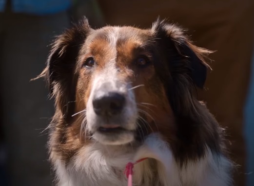 Netflix Movies: Rescued by Ruby - Trailer Dog