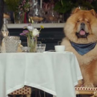 what kind of dog is in the etrade commercial