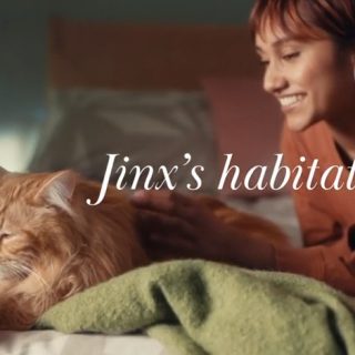 Habitat Advert Cat - Jinx's Habitat
